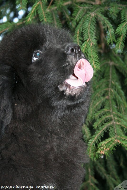 Фото: ньюфаундленд Черная Мафия Алл Ригхтс Ресервед (Chernaya Mafia Аll Rights Reserved)