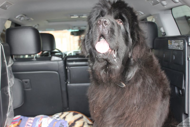 Фото: ньюфаундленд Ньюфорт Астон Мартин для С'Нежной Вьюги