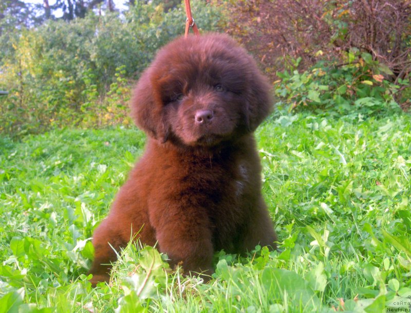 Фото: ньюфаундленд Альфа Дар Окса Ванилия