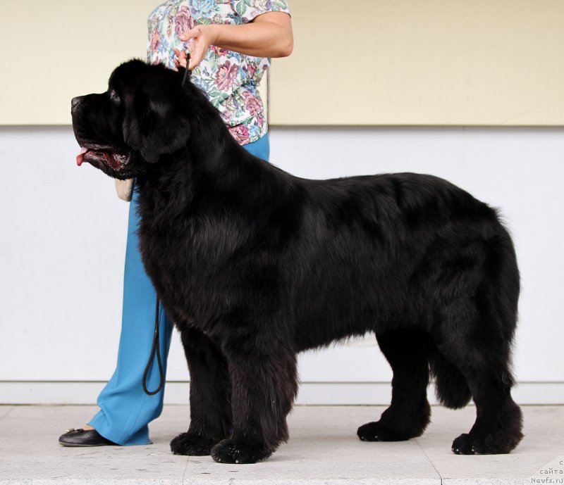 Фото: ньюфаундленд Real Masterpiece Midnight Bear