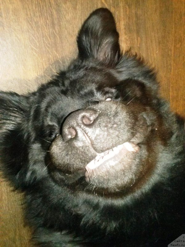 Фото: ньюфаундленд Дар Свезы Сии Энд Эдмире