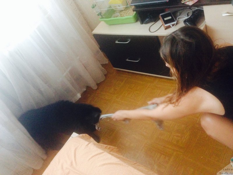 Фото: ньюфаундленд Черный Балу Жерар, Ирина Тупикова