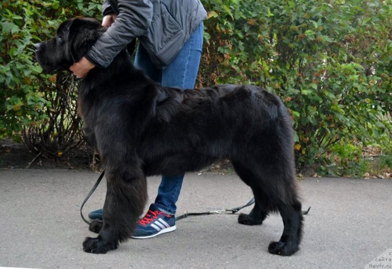 Фото: ньюфаундленд Galatea Dinastiya Soverchenstva