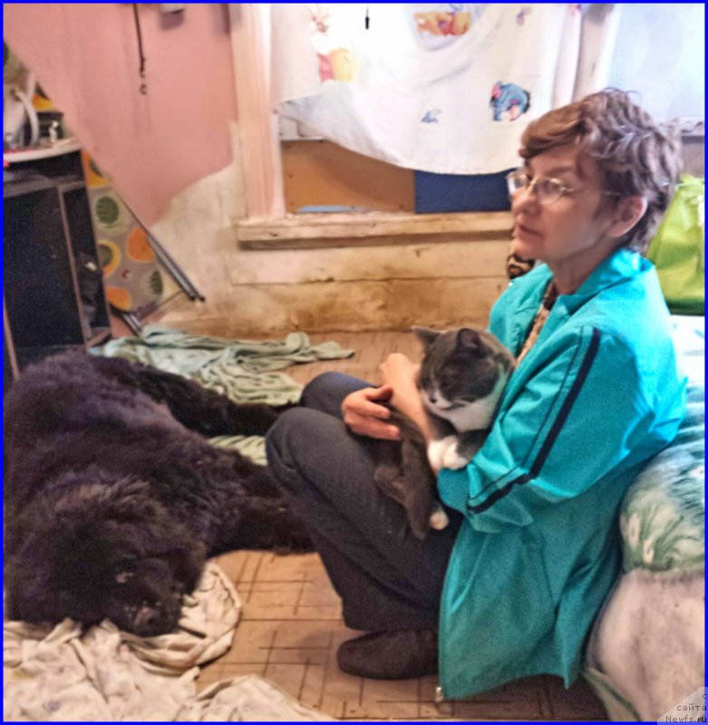 Фото: ньюфаундленд Валенсия Черная Жемчужина