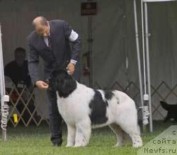 Фото: ньюфаундленд Lifeguard's Chief