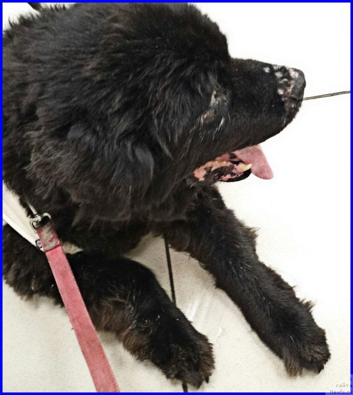 Фото: ньюфаундленд Валенсия Черная Жемчужина