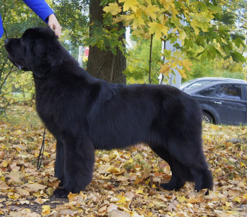 Фото: ньюфаундленд Love Inside Your Soul Moon Bear