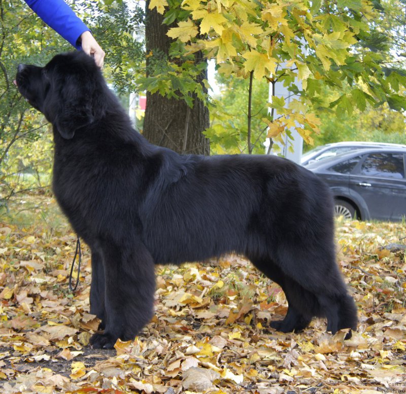 Фото: ньюфаундленд Love Inside Your Soul Moon Bear