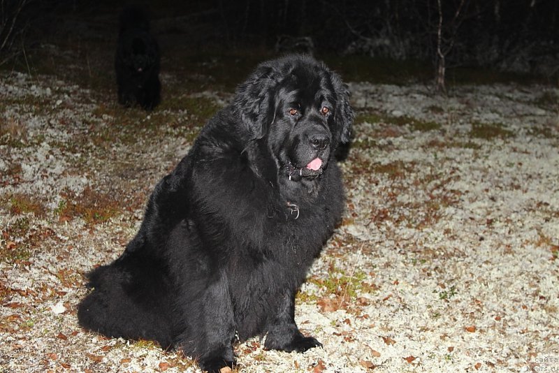 Фото: ньюфаундленд Глория Гранд Блек