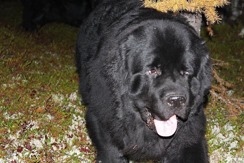 Фото: ньюфаундленд Аллегианс Брайт Проспект