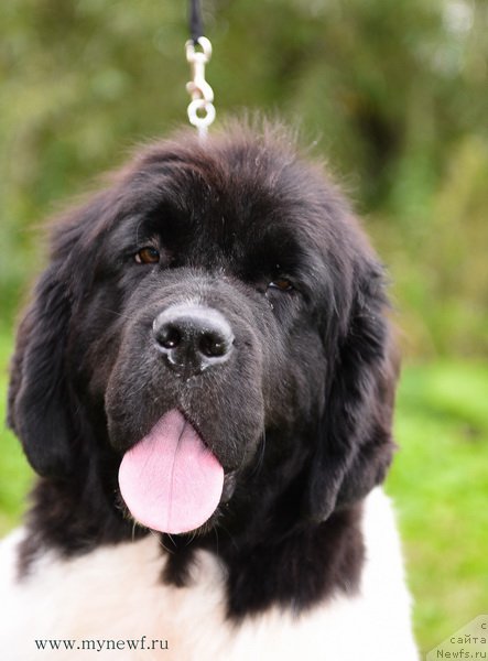 Фото: ньюфаундленд Kloofbears Life Goes on at Sent Djons