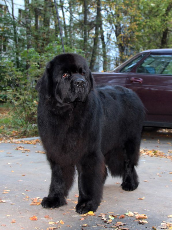 Фото: ньюфаундленд Черная Мафия Шот ин тхе Дарк (Chernaya Mafia Shot in the Dark)