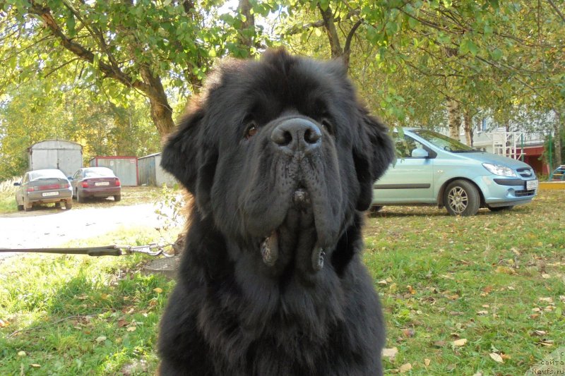 Фото: ньюфаундленд Черная Мафия Шорт анд Свеет (Chernaya Mafia Short and Sweet)