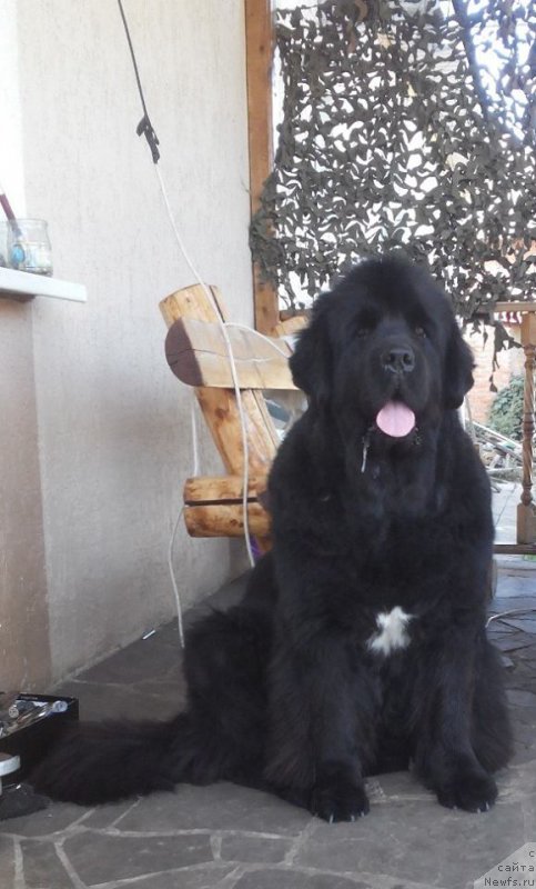 Фото: ньюфаундленд Бегущая по Волнам Регатта Катти Сарк