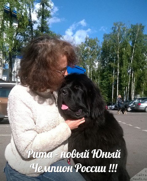 Фото: ньюфаундленд Бегущая по Волнам Чесс Квин Ин Блэк (Beguschaya po Volnam Chess Queen in Black)