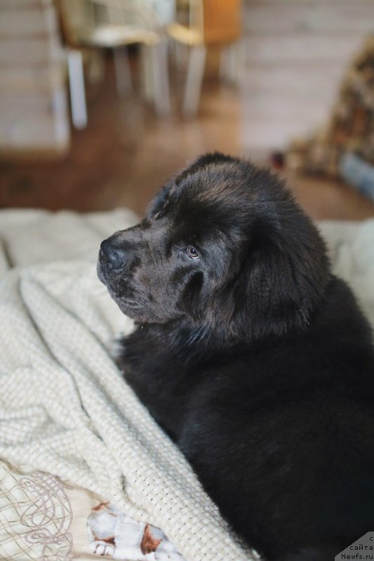 Фото: ньюфаундленд Бегущая по Волнам Антидот