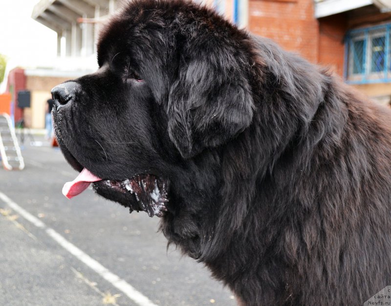 Фото: ньюфаундленд Бегущая по Волнам Фаир Плау (Beguschaya po Volnam Fire Play)