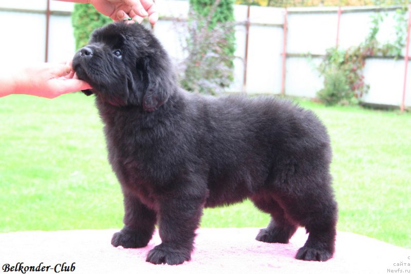 Фотография № 192333