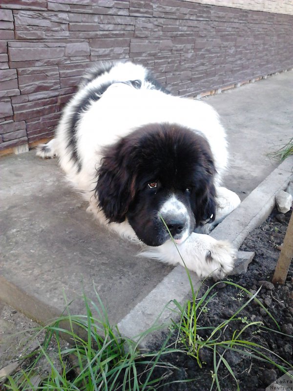 Фото: ньюфаундленд Бэнтли Уайт от Сибирского Медведя