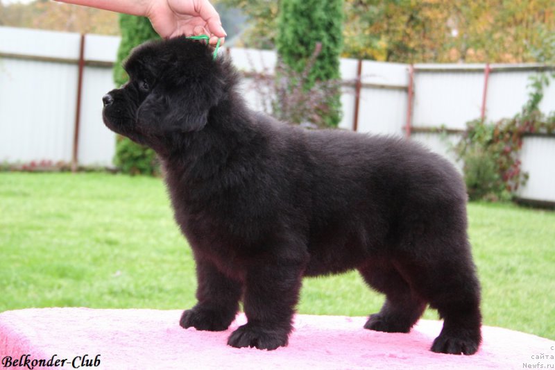 Фотография № 192337