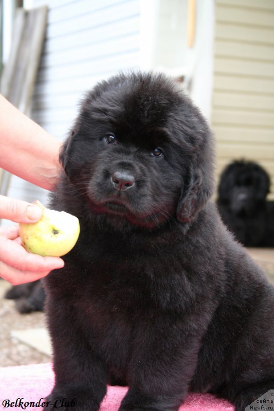 Фотография № 192351