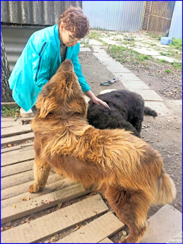 Фото: ньюфаундленд Браунблад МСК Хаким Голд Хайдар (Brownblood MSK Hakim Gold Haydar), Алия Исаева