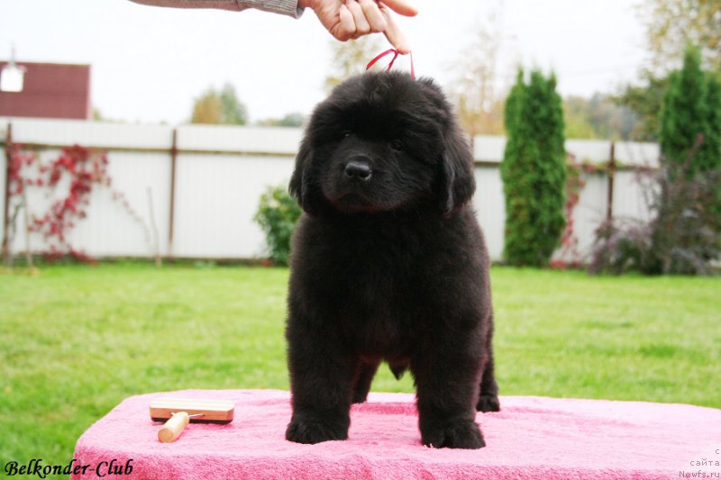 Фотография № 192370