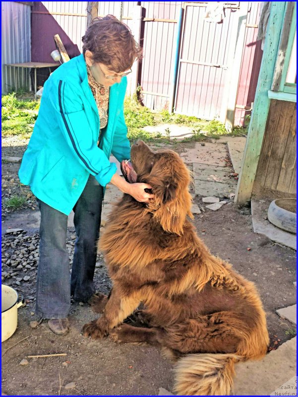Фото: ньюфаундленд Браунблад МСК Хаким Голд Хайдар (Brownblood MSK Hakim Gold Haydar), Алия Исаева