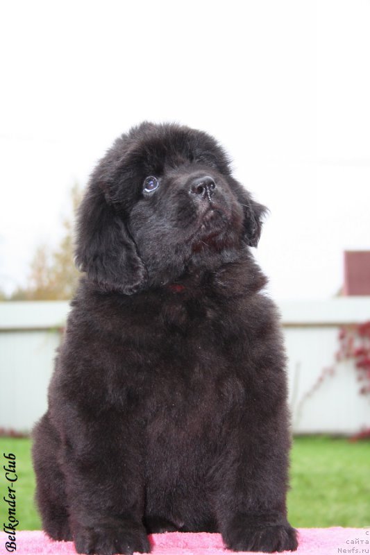 Фото: ньюфаундленд Белкондер-Клаб Барбера Ла Мадонна (Belkonder-Club Barbera La Madonna)