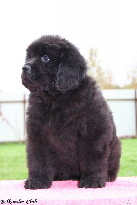 Фото: ньюфаундленд Белкондер-Клаб Барбера Ла Мадонна (Belkonder-Club Barbera La Madonna)