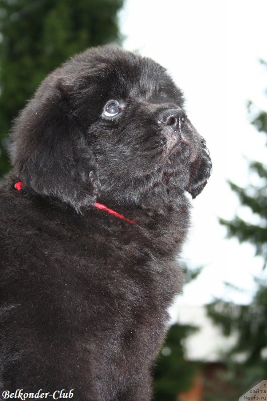 Фото: ньюфаундленд Белкондер-Клаб Барбера Ла Мадонна (Belkonder-Club Barbera La Madonna)
