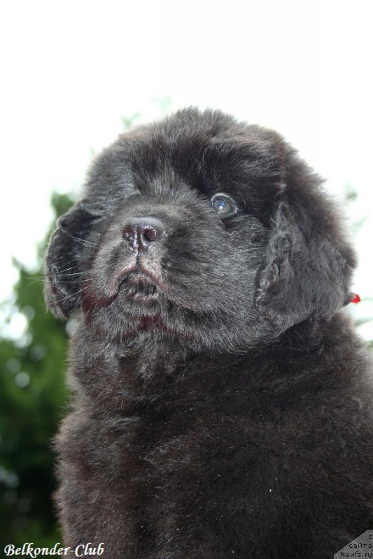 Фото: ньюфаундленд Белкондер-Клаб Барбера Ла Мадонна (Belkonder-Club Barbera La Madonna)