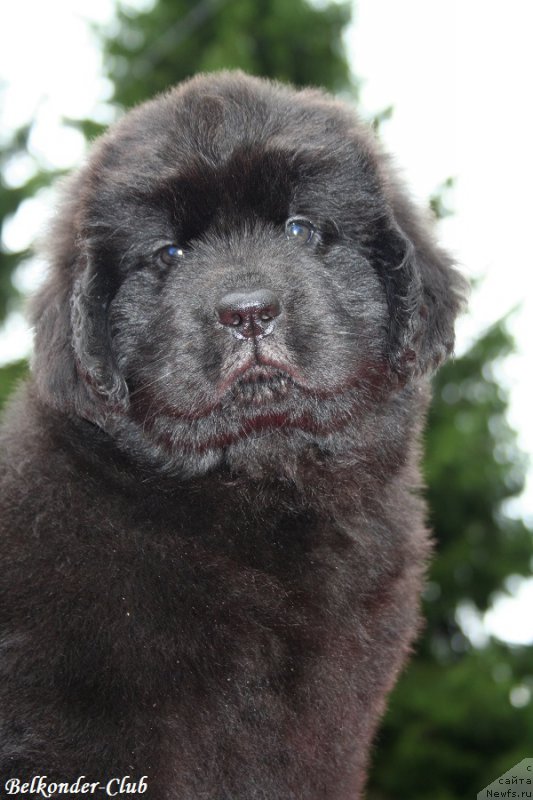Фото: ньюфаундленд Белкондер-Клаб Барбера Ла Мадонна (Belkonder-Club Barbera La Madonna)