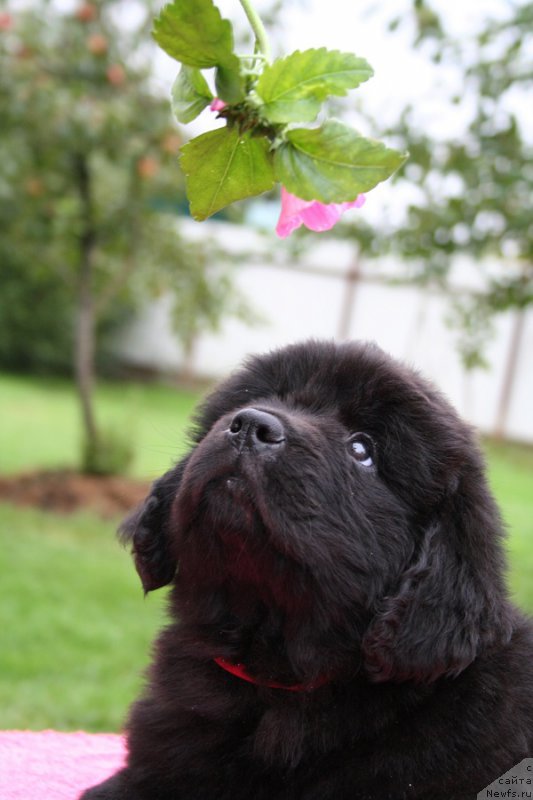 Фото: ньюфаундленд Белкондер-Клаб Барбера Ла Мадонна (Belkonder-Club Barbera La Madonna)