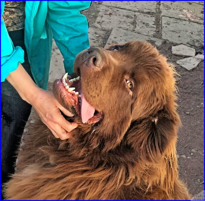 Фото: ньюфаундленд Браунблад МСК Хаким Голд Хайдар (Brownblood MSK Hakim Gold Haydar)