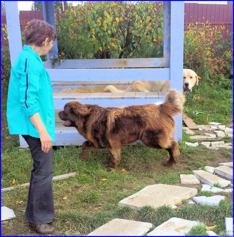 Фото: ньюфаундленд Браунблад МСК Хаким Голд Хайдар (Brownblood MSK Hakim Gold Haydar), Лена Зырина, ФРАНКО
