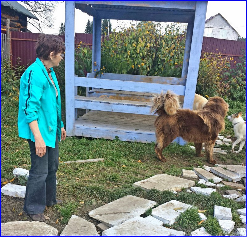 Фото: Алия Исаева, ньюфаундленд Браунблад МСК Хаким Голд Хайдар (Brownblood MSK Hakim Gold Haydar), Лена Зырина, ФРАНКО