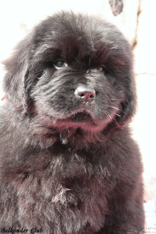 Фото: ньюфаундленд Белкондер-Клаб Бэби Романтика (Belkonder-Club Baby Romantica)