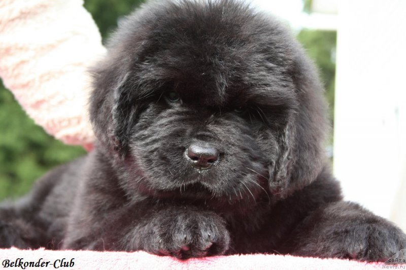 Фото: ньюфаундленд Белкондер-Клаб Бэби Романтика (Belkonder-Club Baby Romantica)