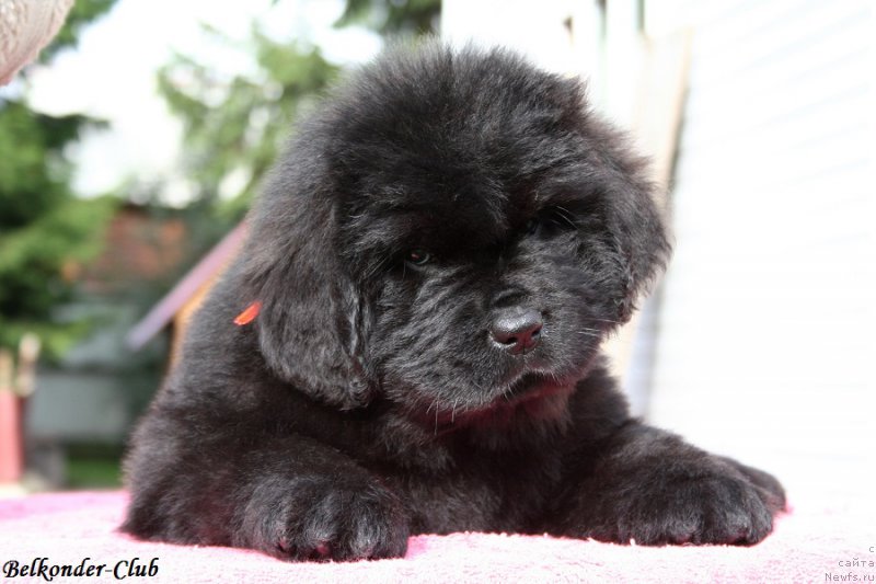 Фото: ньюфаундленд Белкондер-Клаб Бэби Романтика (Belkonder-Club Baby Romantica)