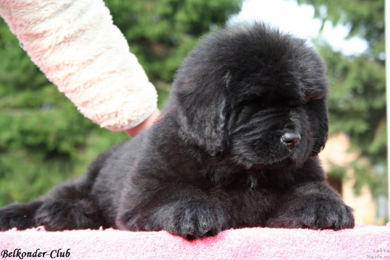 Фото: ньюфаундленд Белкондер-Клаб Бэби Романтика (Belkonder-Club Baby Romantica)