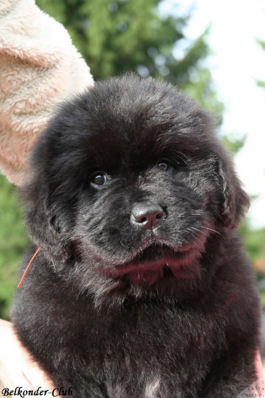 Фото: ньюфаундленд Белкондер-Клаб Бэби Романтика (Belkonder-Club Baby Romantica)