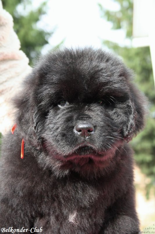 Фото: ньюфаундленд Белкондер-Клаб Бэби Романтика (Belkonder-Club Baby Romantica)