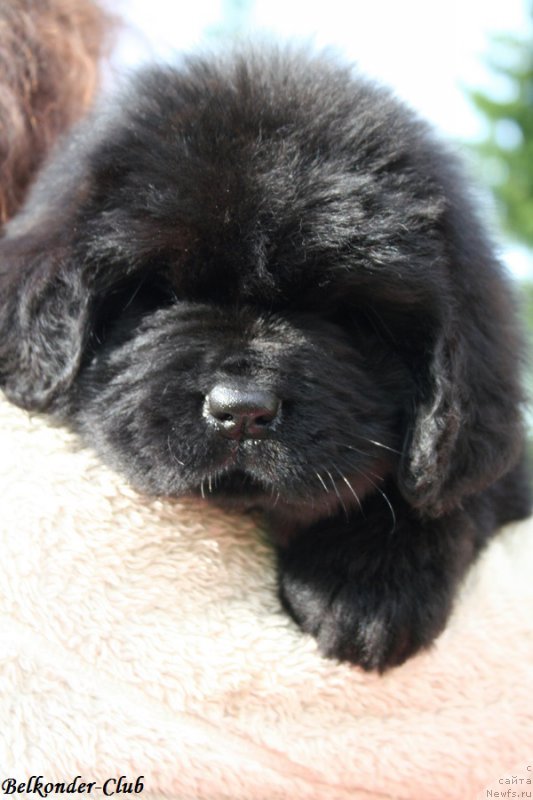 Фото: ньюфаундленд Белкондер-Клаб Бэби Романтика (Belkonder-Club Baby Romantica)