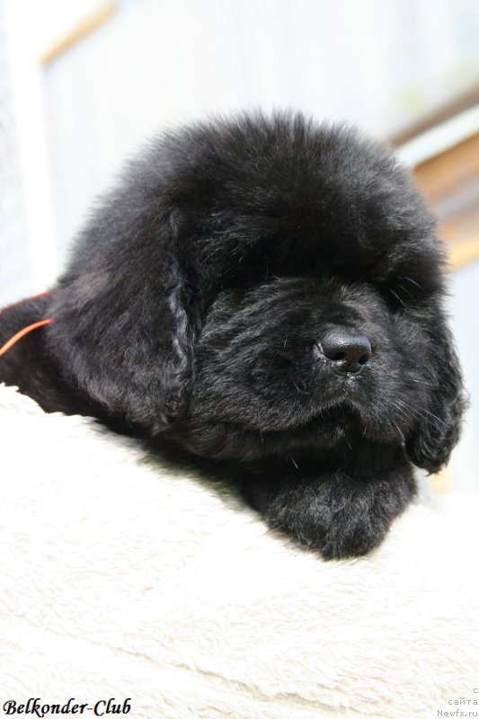 Фотография № 192399