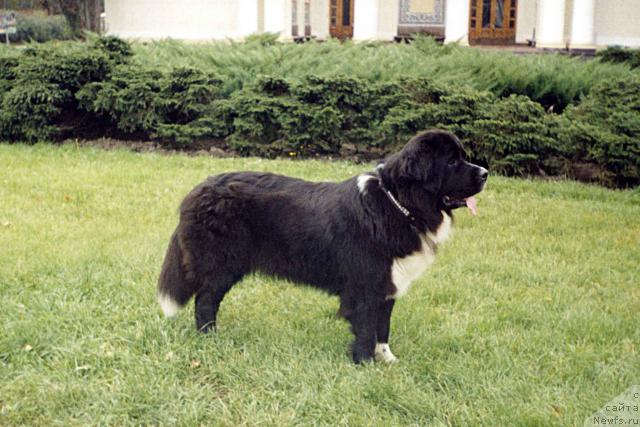 Фото: ньюфаундленд Василиса зе Арктик Винд (Vasilisa The Arctic Wind)