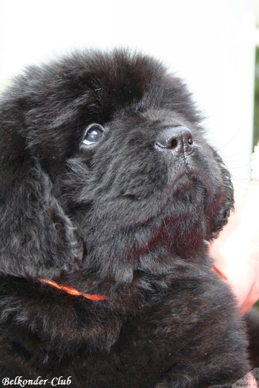 Фото: ньюфаундленд Белкондер-Клаб Бэби Романтика (Belkonder-Club Baby Romantica)