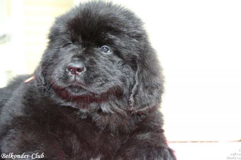 Фото: ньюфаундленд Белкондер-Клаб Бэби Романтика (Belkonder-Club Baby Romantica)