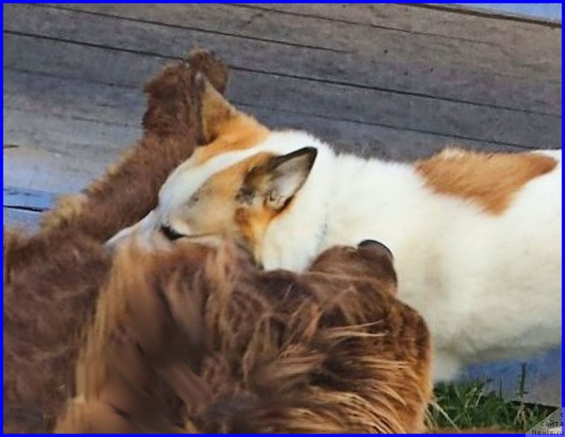 Фото: ньюфаундленд Браунблад МСК Хаким Голд Хайдар (Brownblood MSK Hakim Gold Haydar), ВВАНЕЧКА