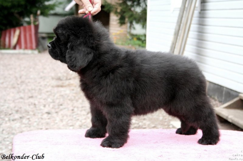 Фото: ньюфаундленд Белкондер-Клаб Богема Элеганс (Belkonder-Club Boheme Elegance)